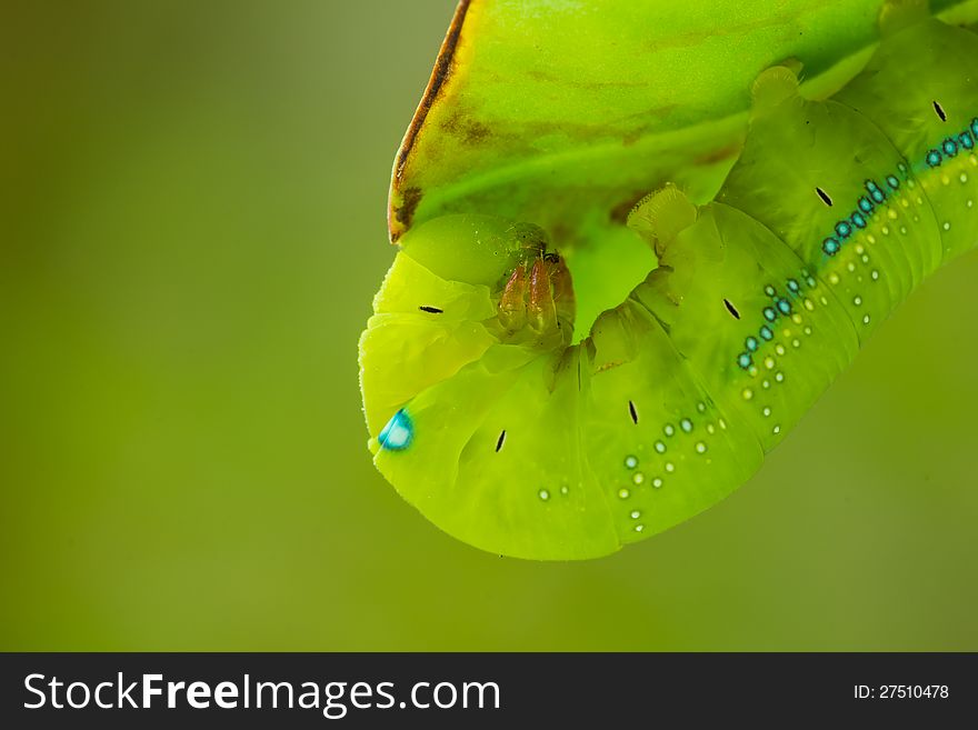 Close up of the green caterpillar