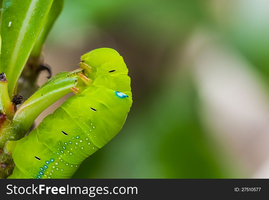 Close up of the green caterpillar