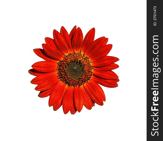 Sunflower on a white background. Sunflower on a white background