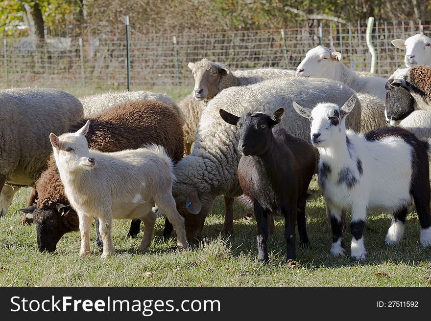 A flock of sheep and goat are in the farm. A flock of sheep and goat are in the farm