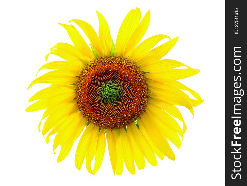 Sunflower on a white background. Sunflower on a white background