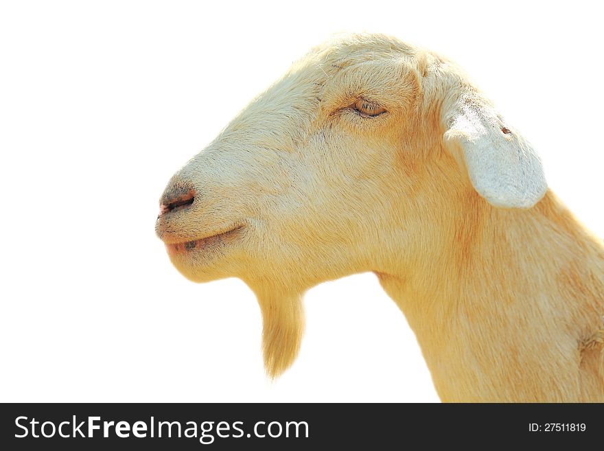 Close-up face of a goat.