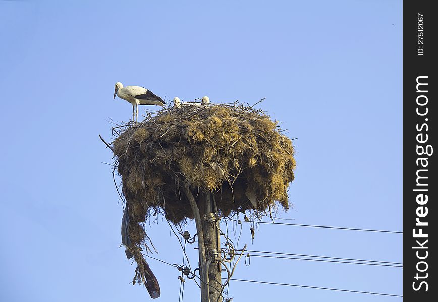 Storks in a nest on pole, blue sky in background. Storks in a nest on pole, blue sky in background