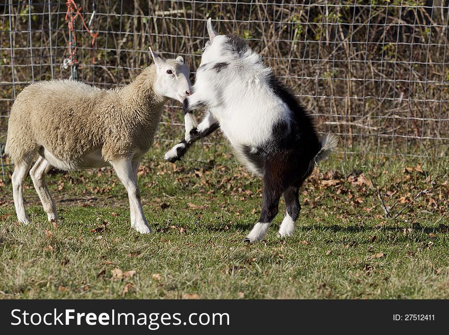 A goat and sheep are playing. A goat and sheep are playing.