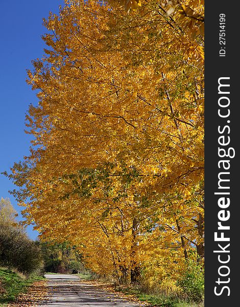 Autumn trees in region Liptov, Slovakia