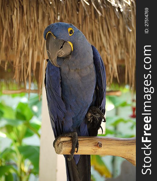 Exquisitely colored blue and yellow member of the parrot family. Exquisitely colored blue and yellow member of the parrot family