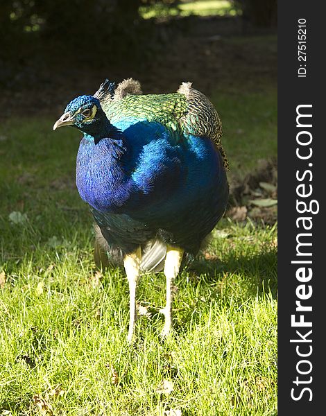 Vivid iridescent colouring on this peahen in sunlight at Kew Gardens