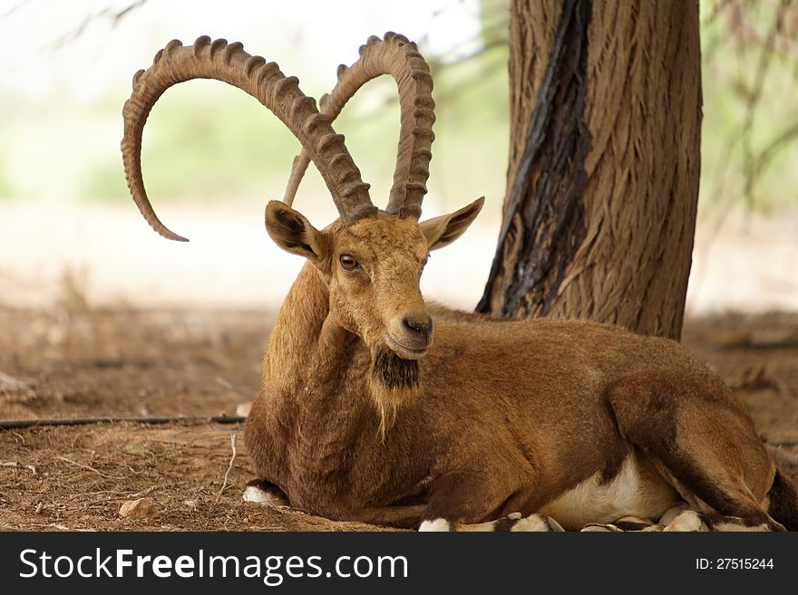 Wild goat in nature outside on a summer day