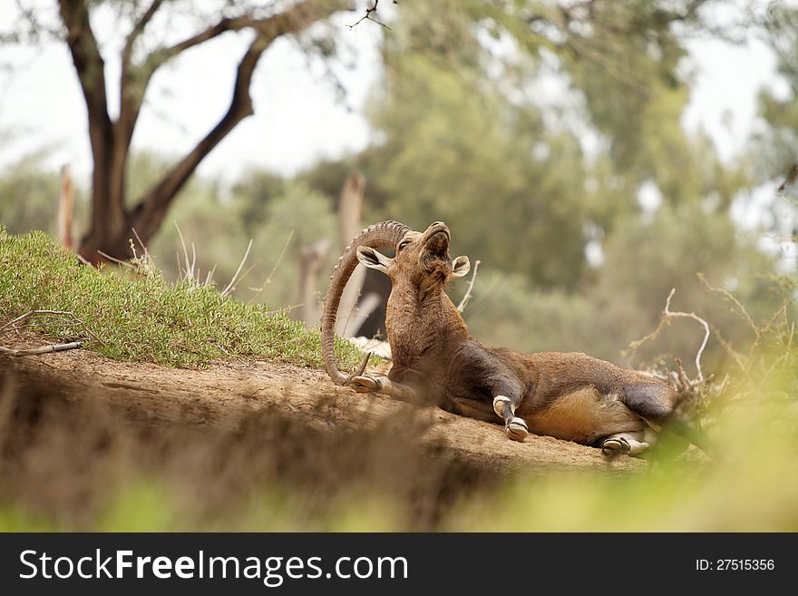 Portrait of a wild goat in nature summer day