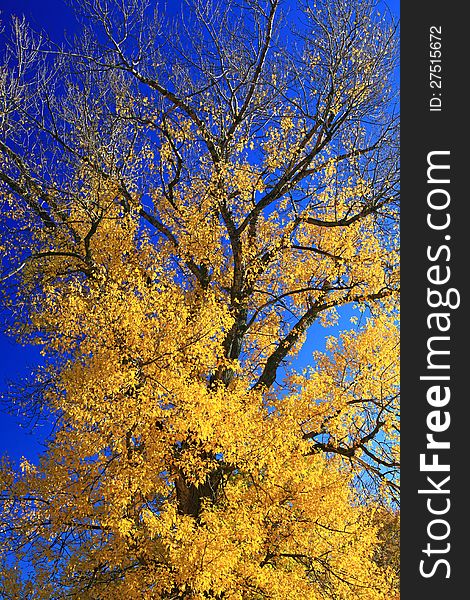 Autumn tree near water basin Liptovska Mara, Slovakia