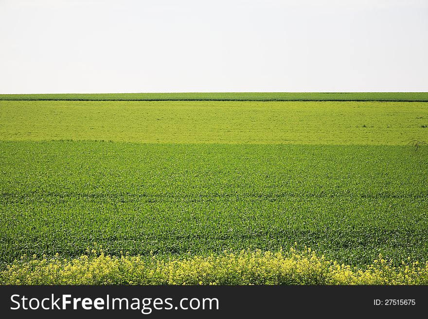 Beautiful yellow flowers in the field with a blue sky. Beautiful yellow flowers in the field with a blue sky.