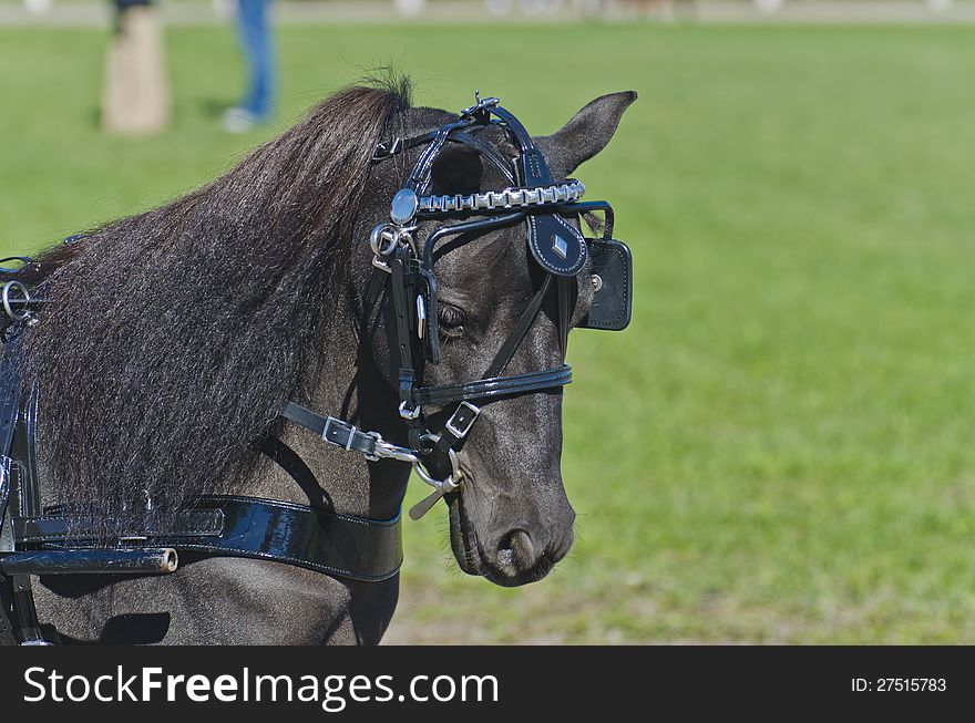 Head Of Miniature Horse In Harness