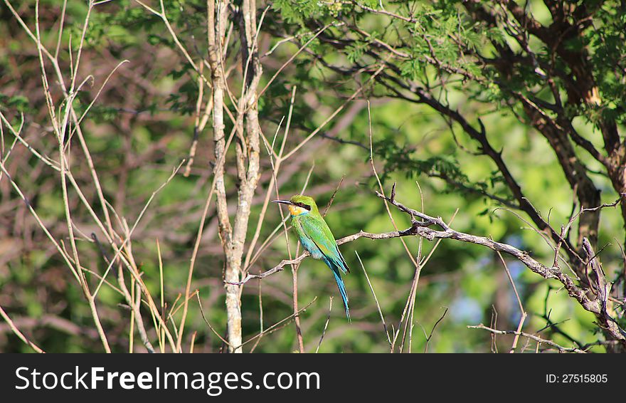 A swallow-tailed Bee-eater on a branch.  Photo taken in Namibia, Africa. A swallow-tailed Bee-eater on a branch.  Photo taken in Namibia, Africa.