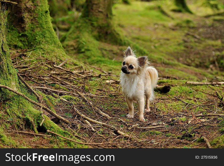 A cute chihuahua on a forest. A cute chihuahua on a forest.