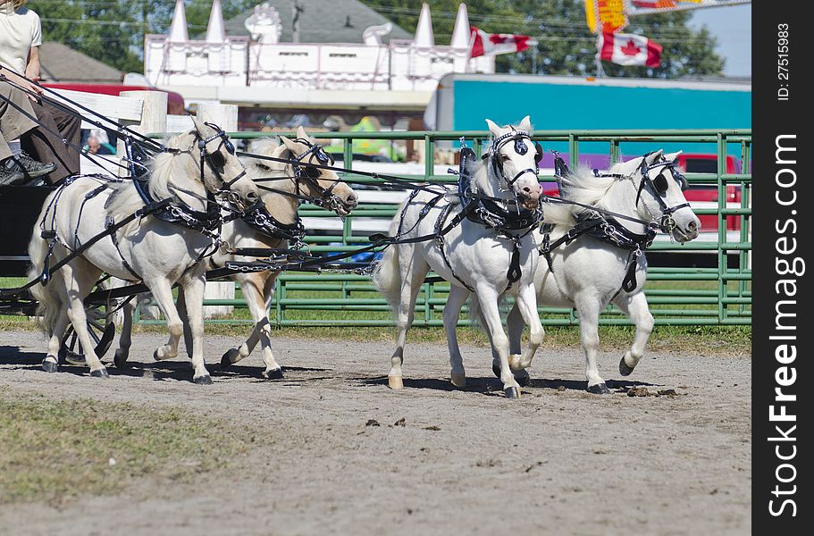 Team Of White Miniatures Horse In Harness