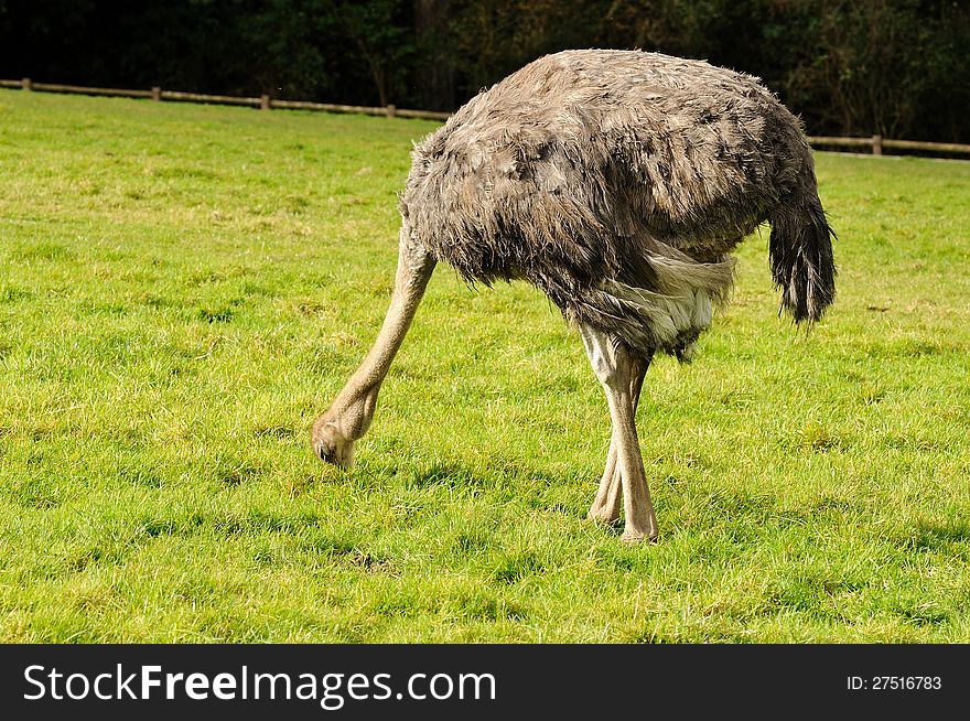 An ostrich pecking the green grass at a Wildlife Park. An ostrich pecking the green grass at a Wildlife Park.