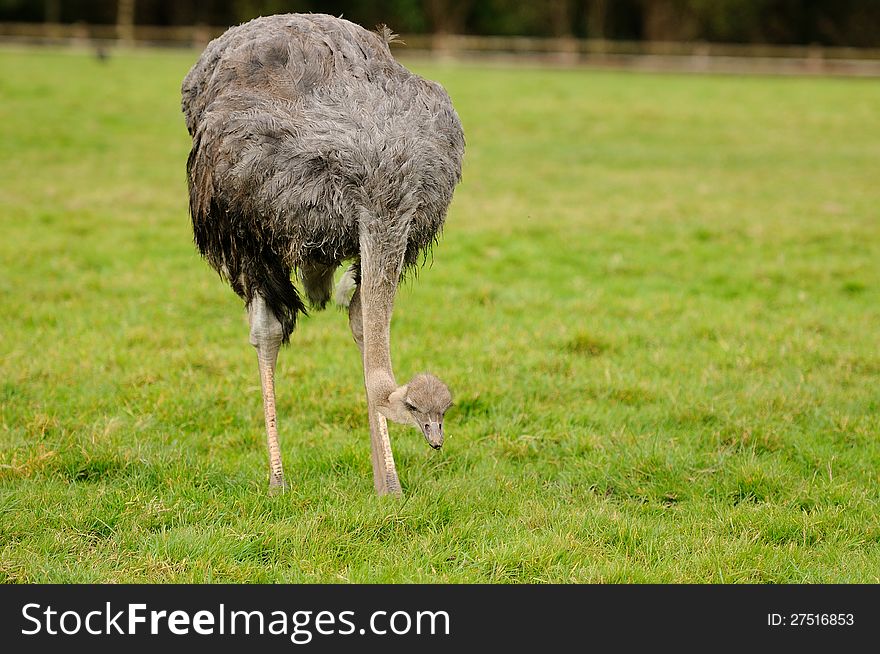 An ostrich bending its neck, searching for something to eat in grass. An ostrich bending its neck, searching for something to eat in grass.