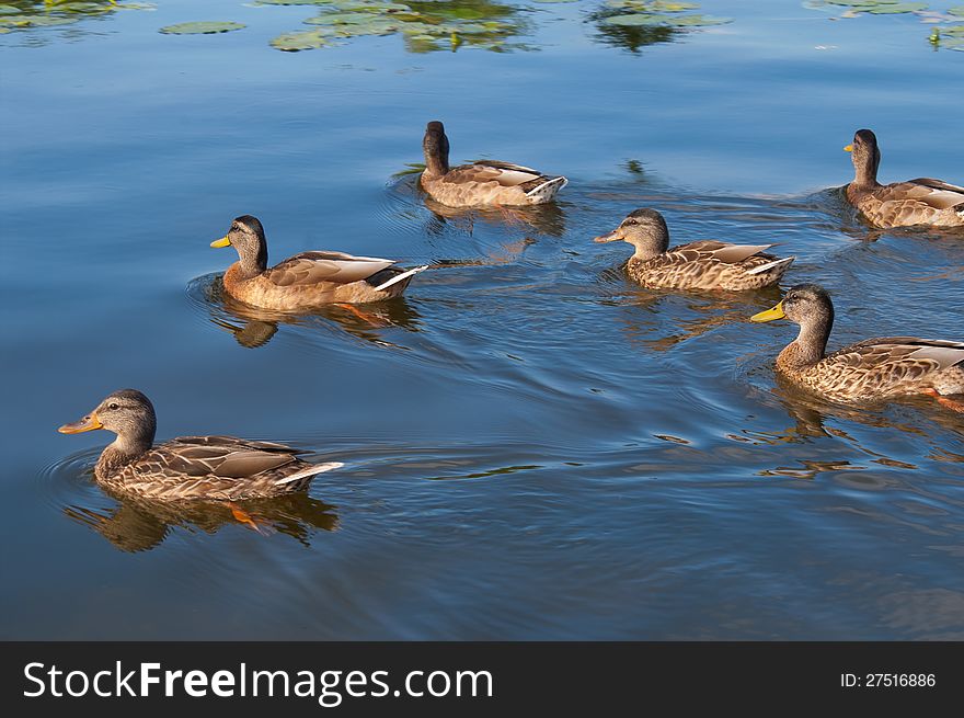 Flock of ducks floating on the river