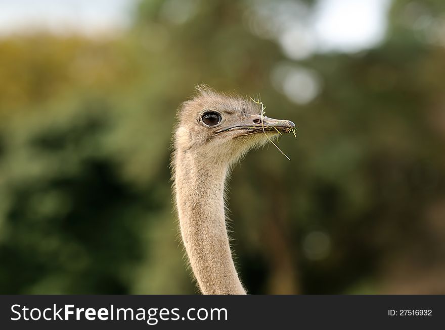 A close up of an ostrich. A close up of an ostrich.