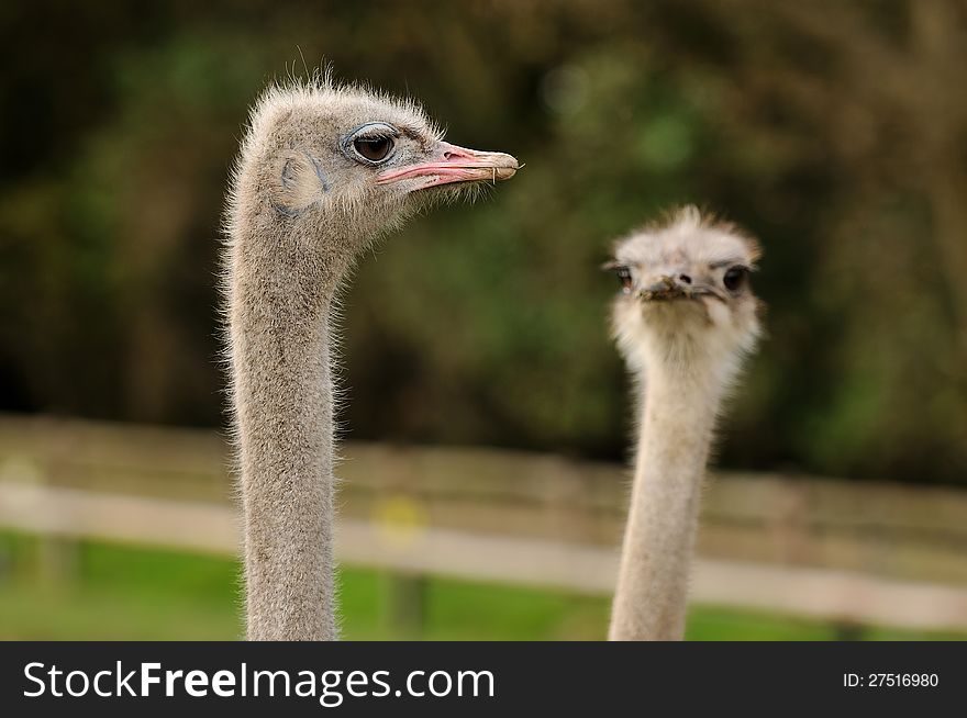 A close-up of two ostrich heads. A close-up of two ostrich heads.