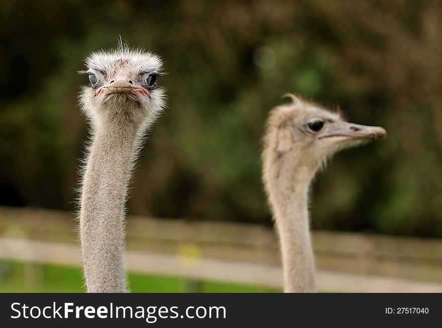 A close-up of two ostrich heads, one staring straight into the camera, the other with its head turned. A close-up of two ostrich heads, one staring straight into the camera, the other with its head turned.