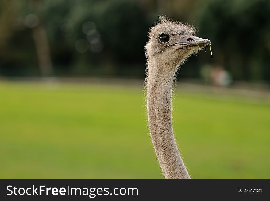A portrait of an ostrich showing off its long neck. A portrait of an ostrich showing off its long neck.