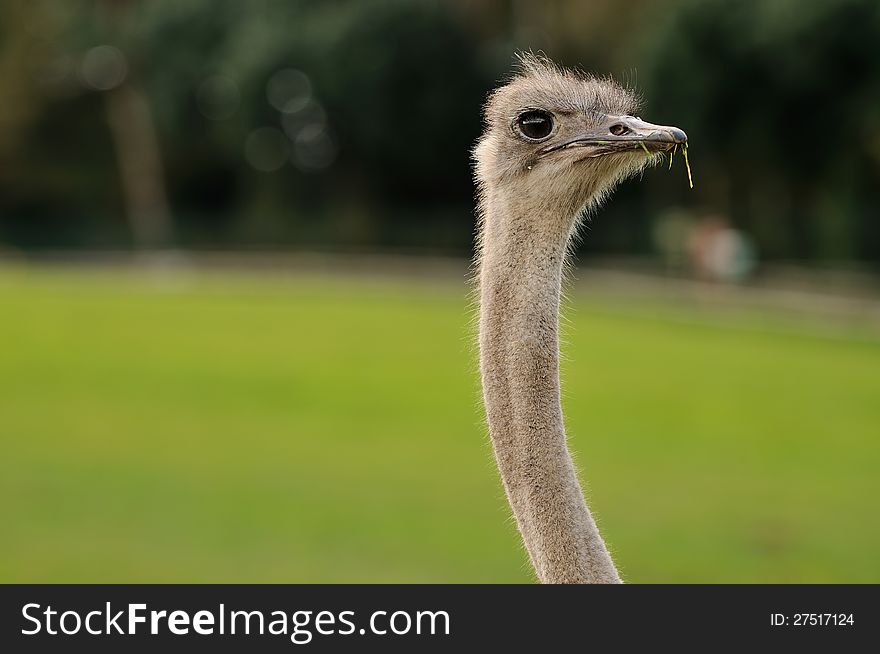 Close-up Of An Ostrich