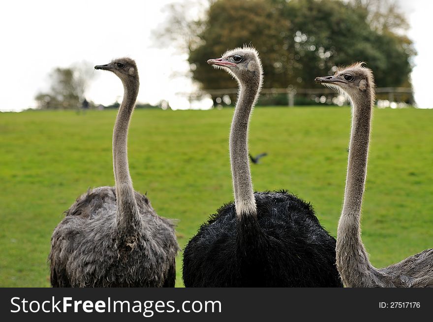 A group of three ostrich friends. A group of three ostrich friends.