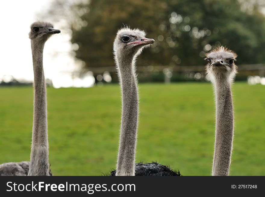 A group of three ostrich friends. A group of three ostrich friends.