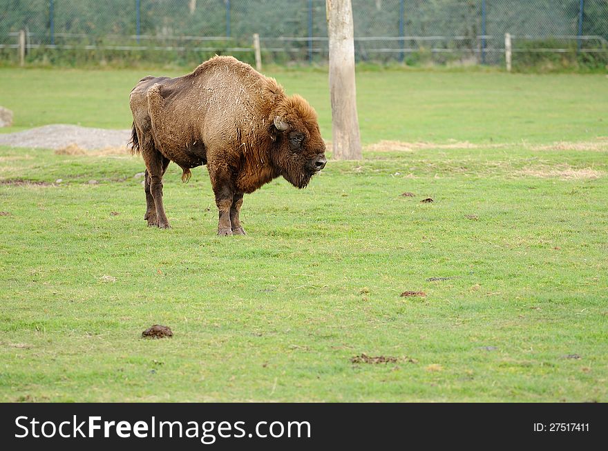 A lonely European Bison in a wildlife park.