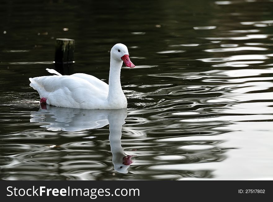 A white swan swimming in a calm pond. A white swan swimming in a calm pond.