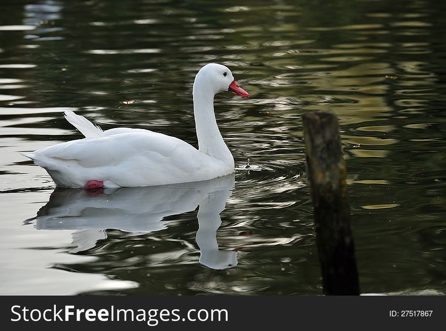 A White Swan in a pond