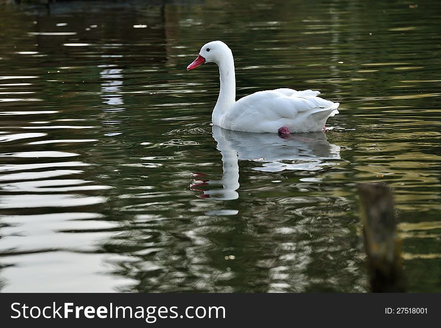 A white swan swimming in a calm pond alone. A white swan swimming in a calm pond alone.