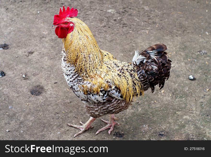 Rooster walking around the yard