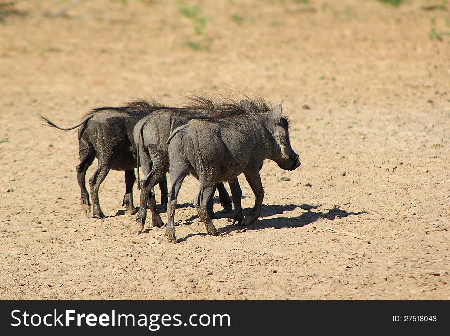 Three Warthog young after drinking water. Photo taken on a game ranch in Namibia, Africa. Three Warthog young after drinking water. Photo taken on a game ranch in Namibia, Africa.