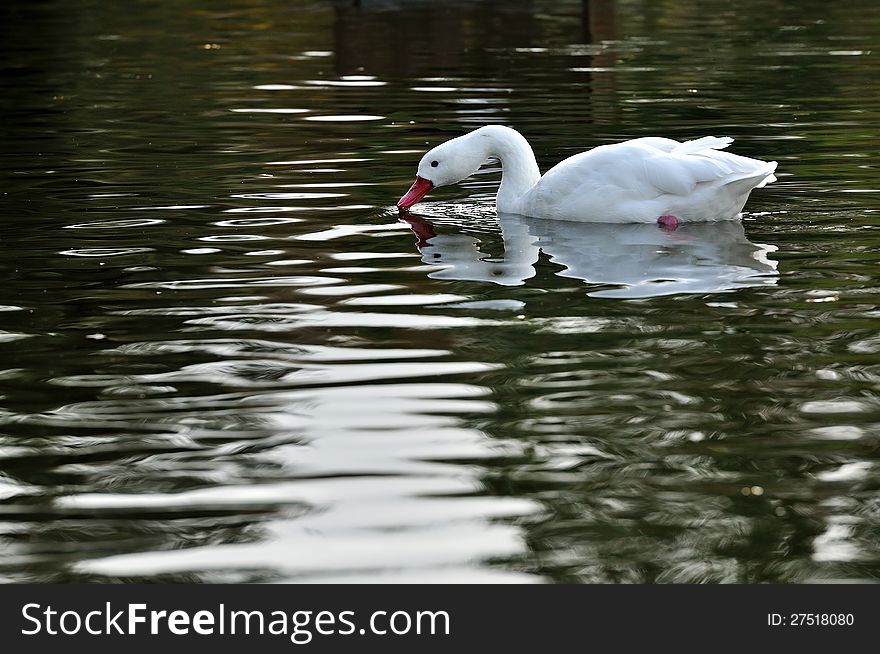 A white swan swimming in a calm pond, drinking the water. A white swan swimming in a calm pond, drinking the water.
