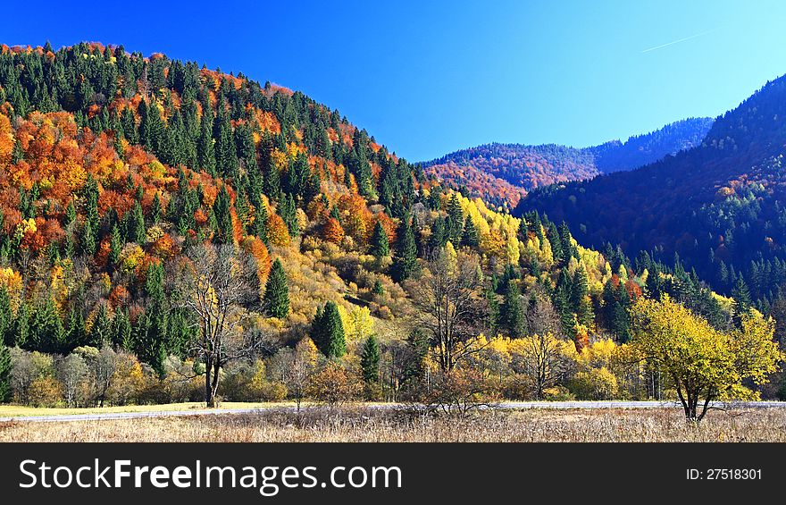 Autumn forest in region Liptov, Slovakia