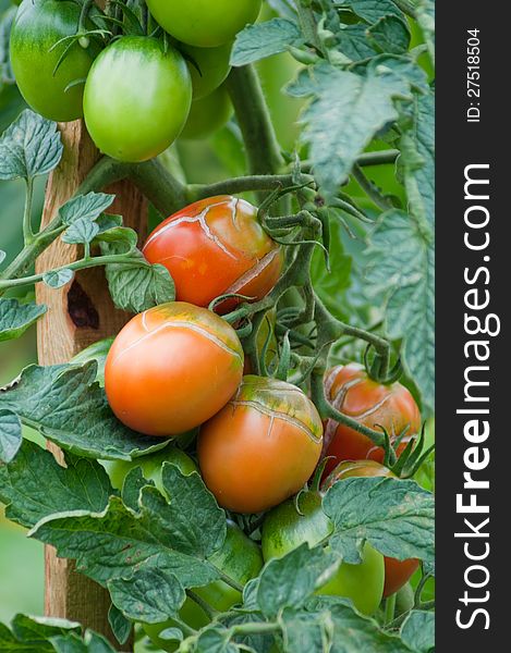 Ripe Tomato still on the vine with a rural type background