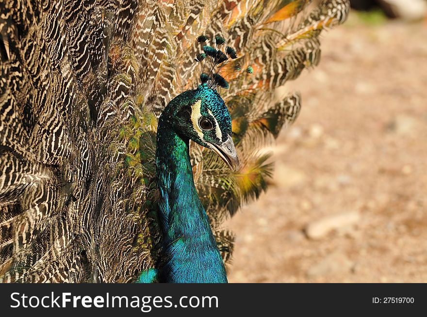 A close-up shot of the majestic Indian Peafowl. A close-up shot of the majestic Indian Peafowl.