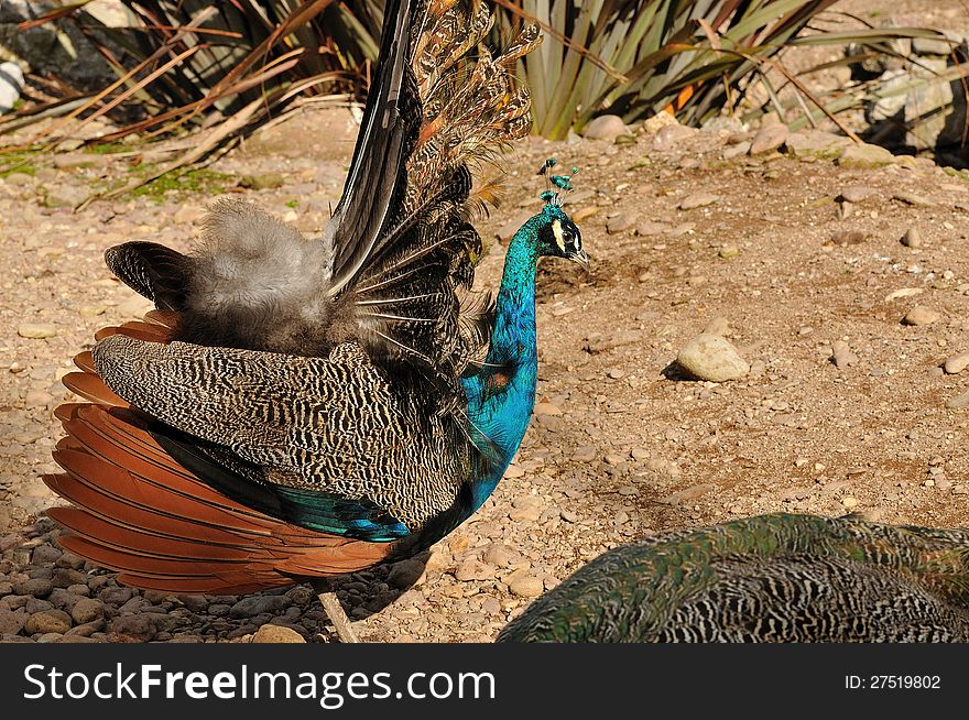 A beautiful indian peafowl walking freely in a wildlife park. A beautiful indian peafowl walking freely in a wildlife park.