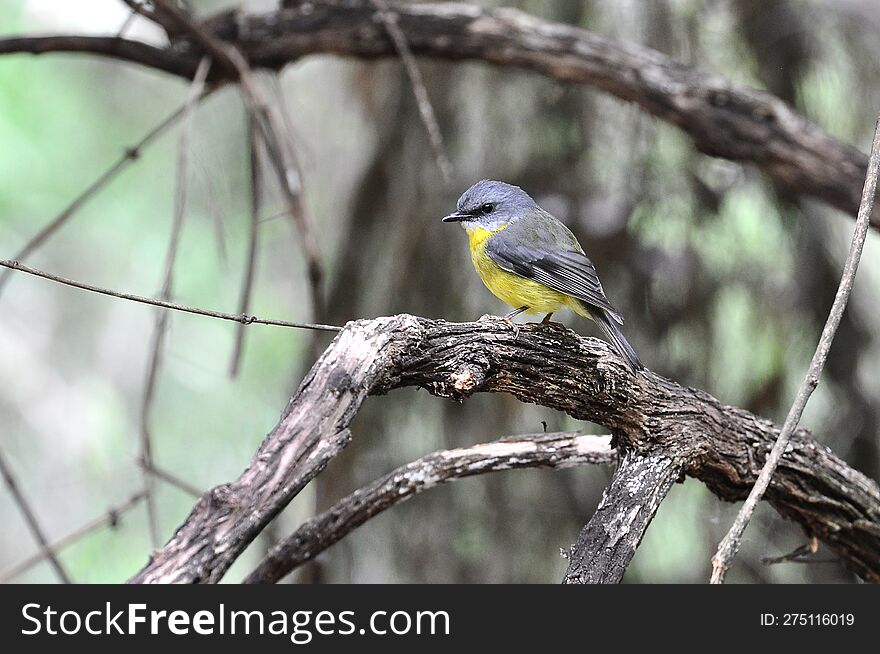 Australian yellow robin perched on a branch