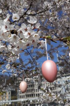 A Flowering Tree In Spring On The Eve Of Easter. Vertical. It Was Even More Decorated With Easter Eggs. A Bee Works Hard Collectin Stock Image