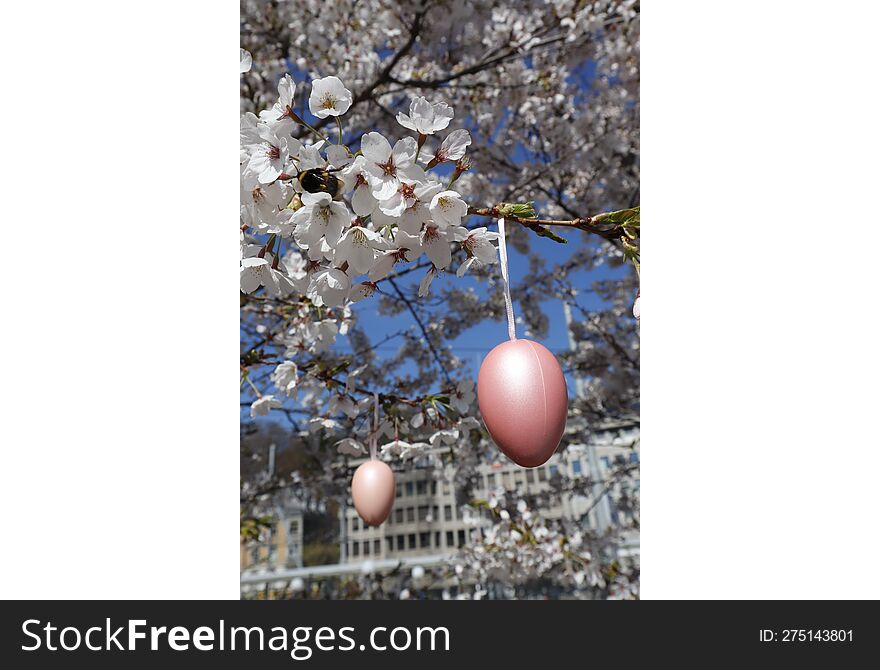 A flowering tree in spring on the eve of Easter. Vertical. It was even more decorated with Easter eggs. A bee works hard collecting honey. Near the railway station in St.Gallen. Switzerland.