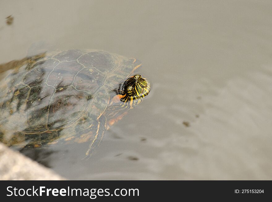 semi-aquatic tortoise from America, it lives up to 35 years in captivity and up to 30 years in the wild...