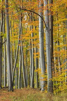 Colorful Autumn Forest Stock Photography Colorful Autumn Forest Stock Photography