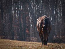 Quarter Horse In Pasture Royalty Free Stock Photo