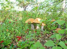 Mushrooms On A Lawn Cowberry Stock Photos Mushrooms On A Lawn Cowberry Stock Photos