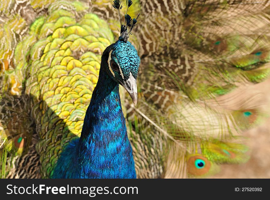 A portrait of a beautiful peacock. A portrait of a beautiful peacock.