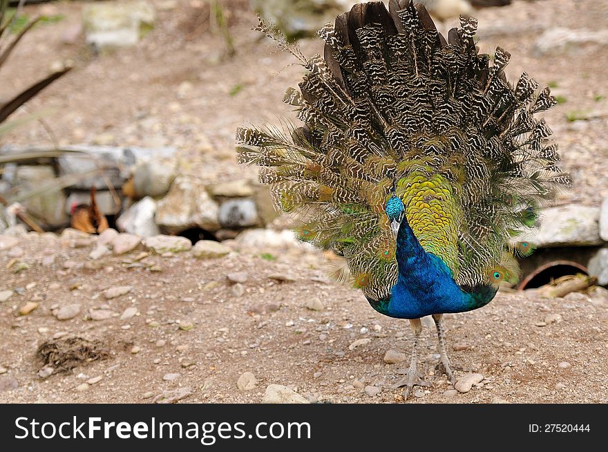 A beautiful indian peafowl walking freely in a wildlife park. A beautiful indian peafowl walking freely in a wildlife park.