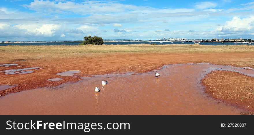 Three seagulls are in a muddy water pool after a shower of rain on a late spring afternoon in Bunbury south western Australia. Three seagulls are in a muddy water pool after a shower of rain on a late spring afternoon in Bunbury south western Australia.